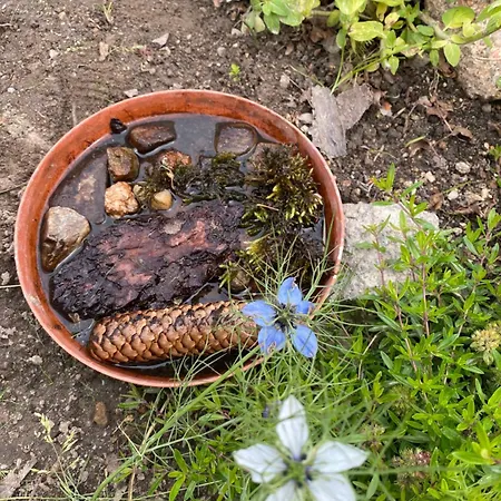 Dzika Roza 木屋 斯克拉斯卡波伦巴