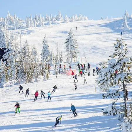 Dzika Roza شكلارسكا بوريبا